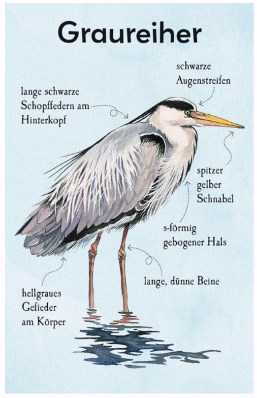 Natur-Entdecker-Karten: Unsere heimischen Vögel