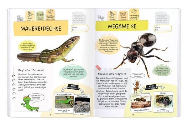 Expedition Natur Rätseln, Stickern, Bestimmen - Insekten & Co