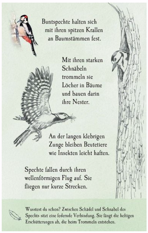 Natur-Entdecker-Karten: Unsere heimischen Vögel