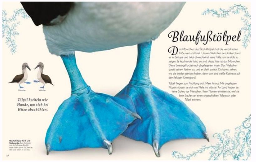 Wundervolle Welt der Vögel