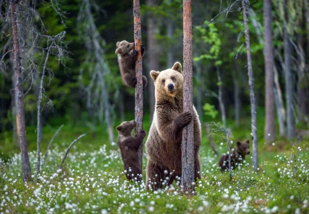 Faszinierende Tierwelt für Erwachsene