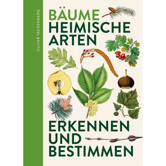 Bäume. Heimische Arten erkennen und bestimmen.