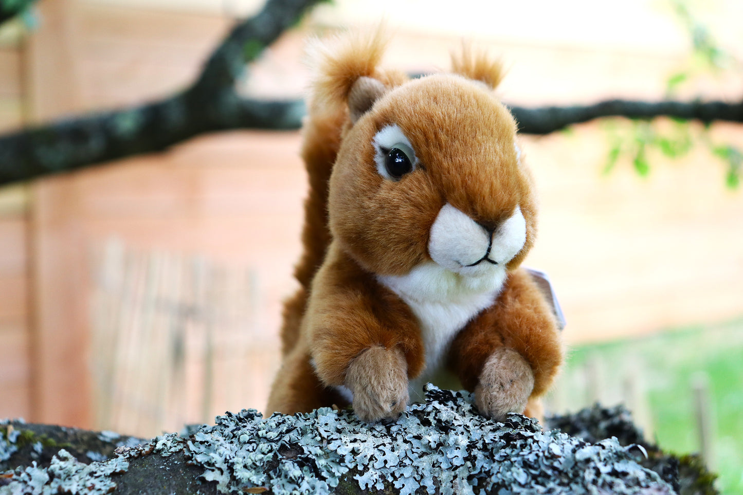 Eichhörnchen (von Teddy Hermann)