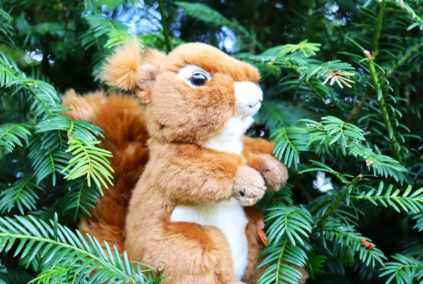 Eichhörnchen (von Teddy Hermann)