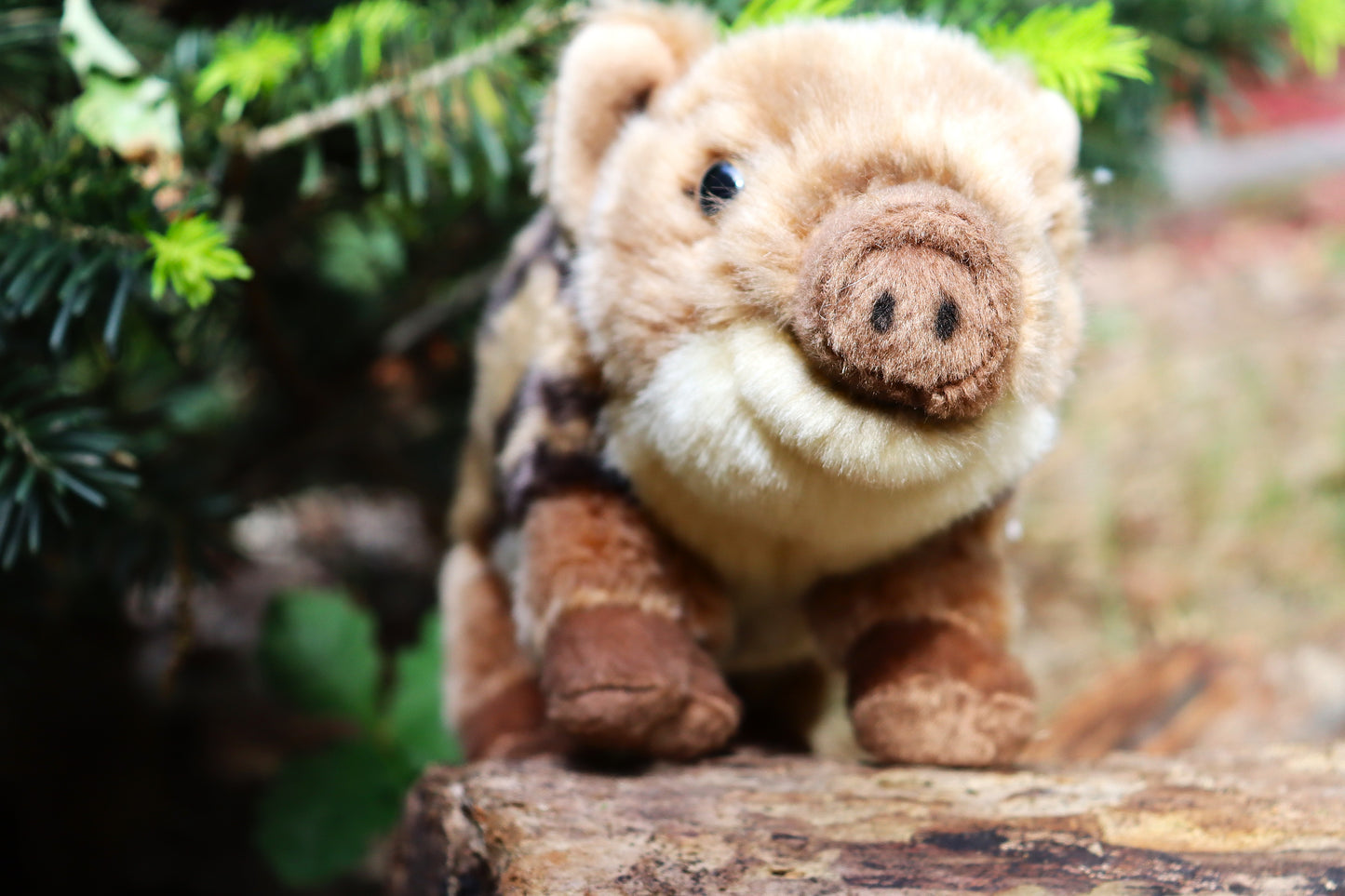 Frischling (von Teddy Hermann)