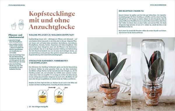 So einfach ist Pflanzenvermehrung